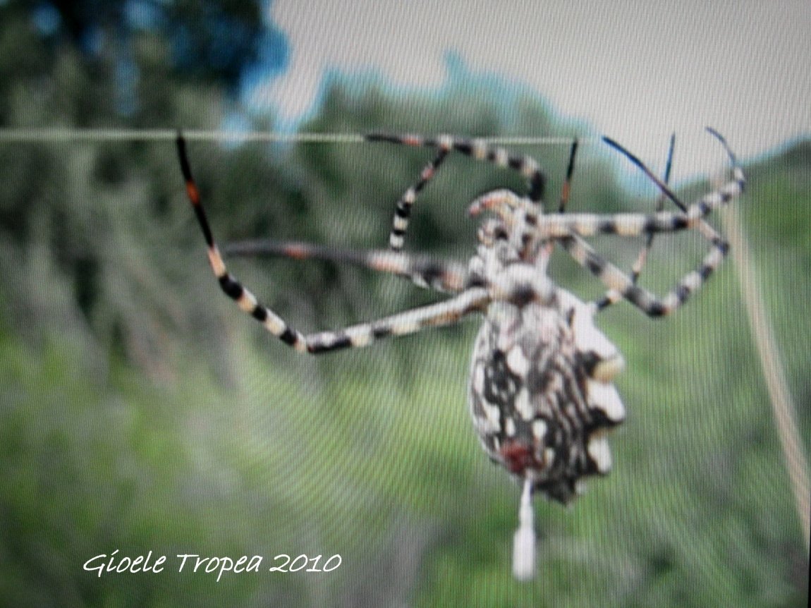 Argiope lobata